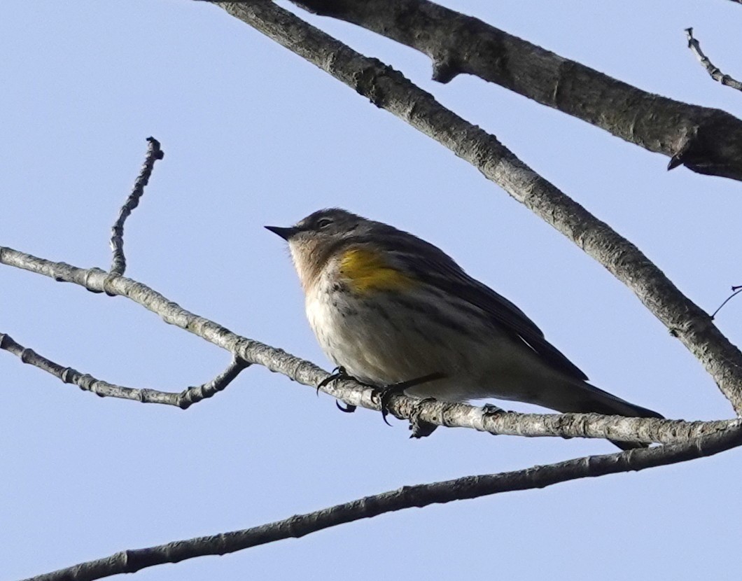 Yellow-rumped Warbler - ML646363573