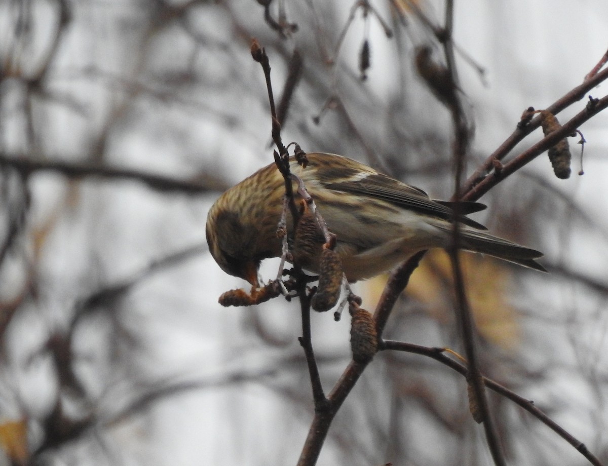 Redpoll (Lesser) - ML646363574