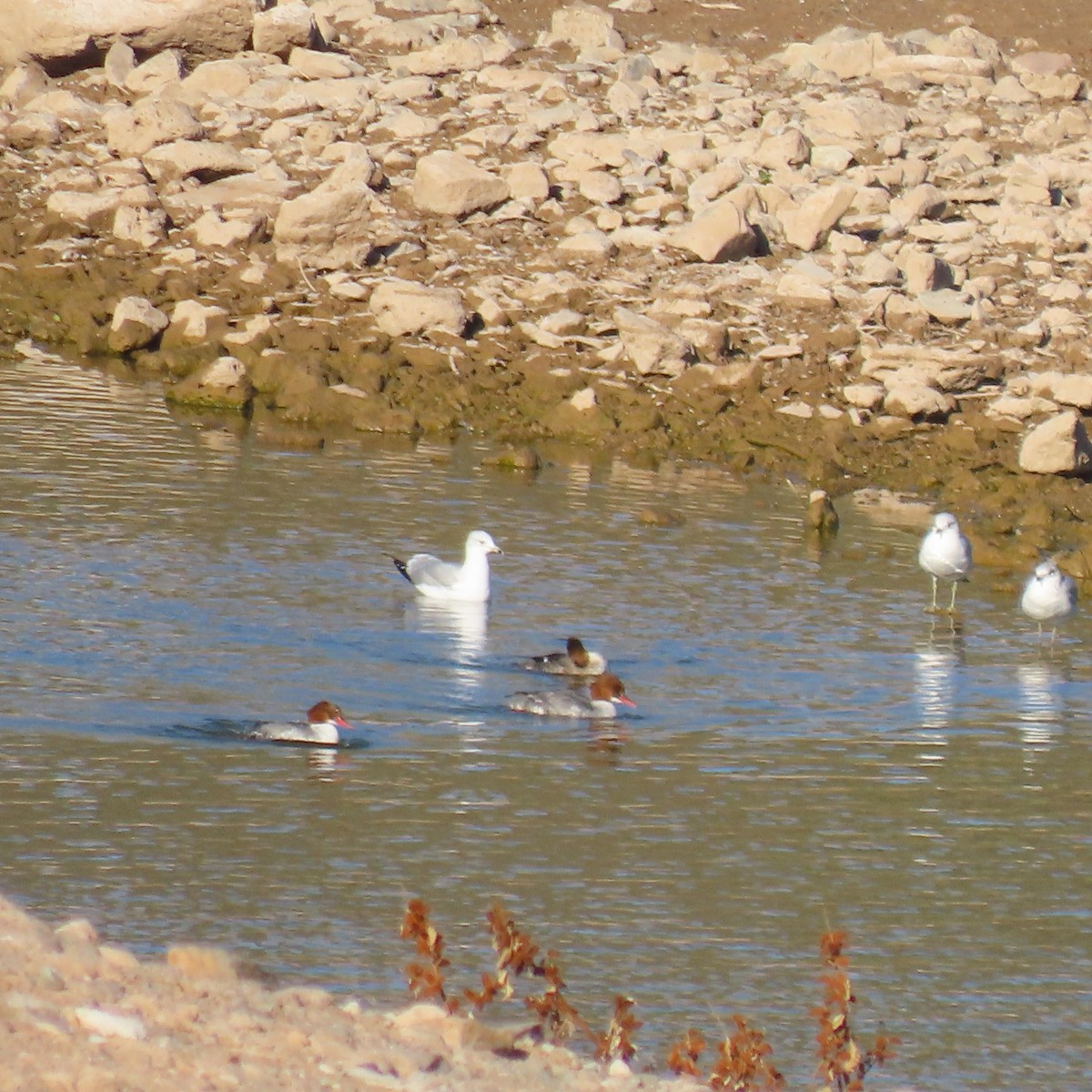 Common Merganser - ML646363575