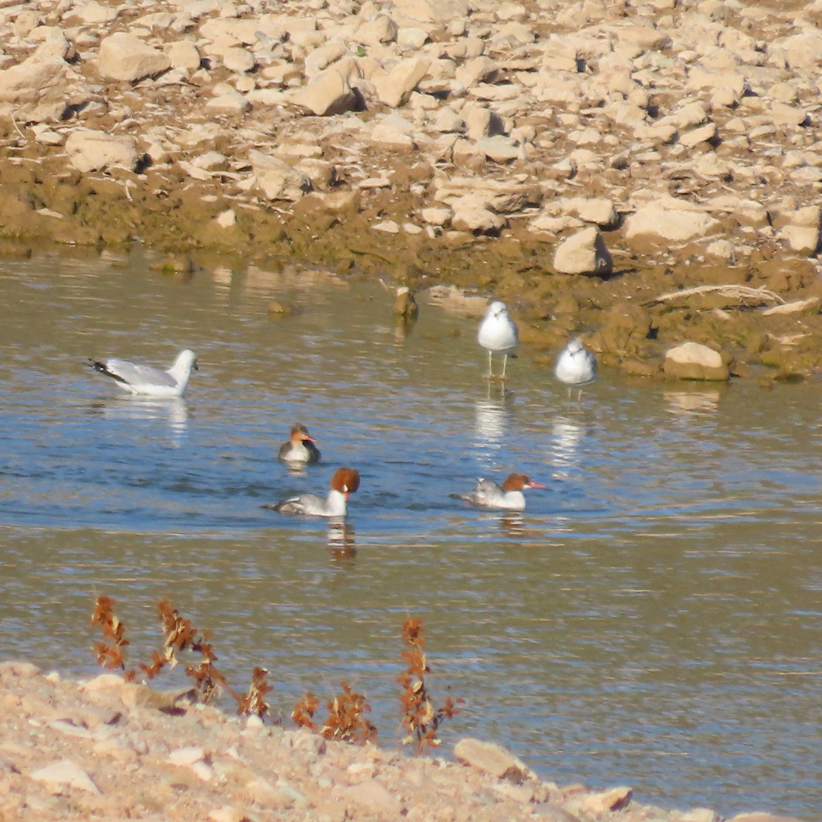Common Merganser - ML646363576