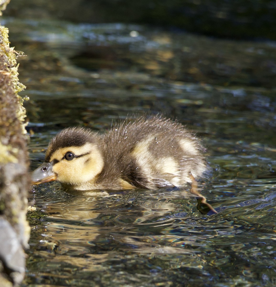 Mallard - ML646363584