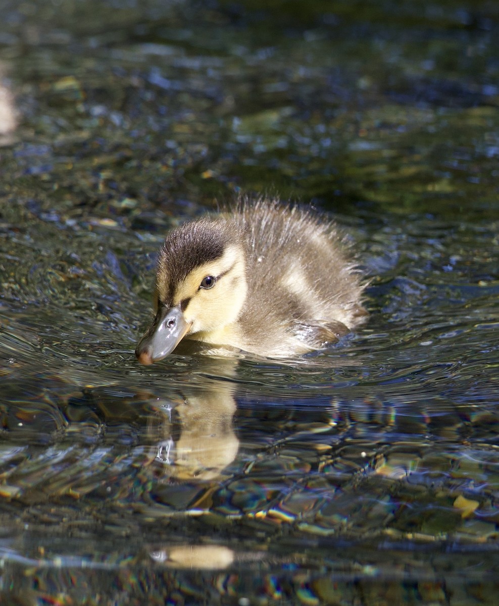 Mallard - ML646363585