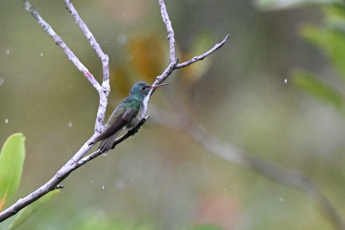 Versicolored Emerald - ML646363586