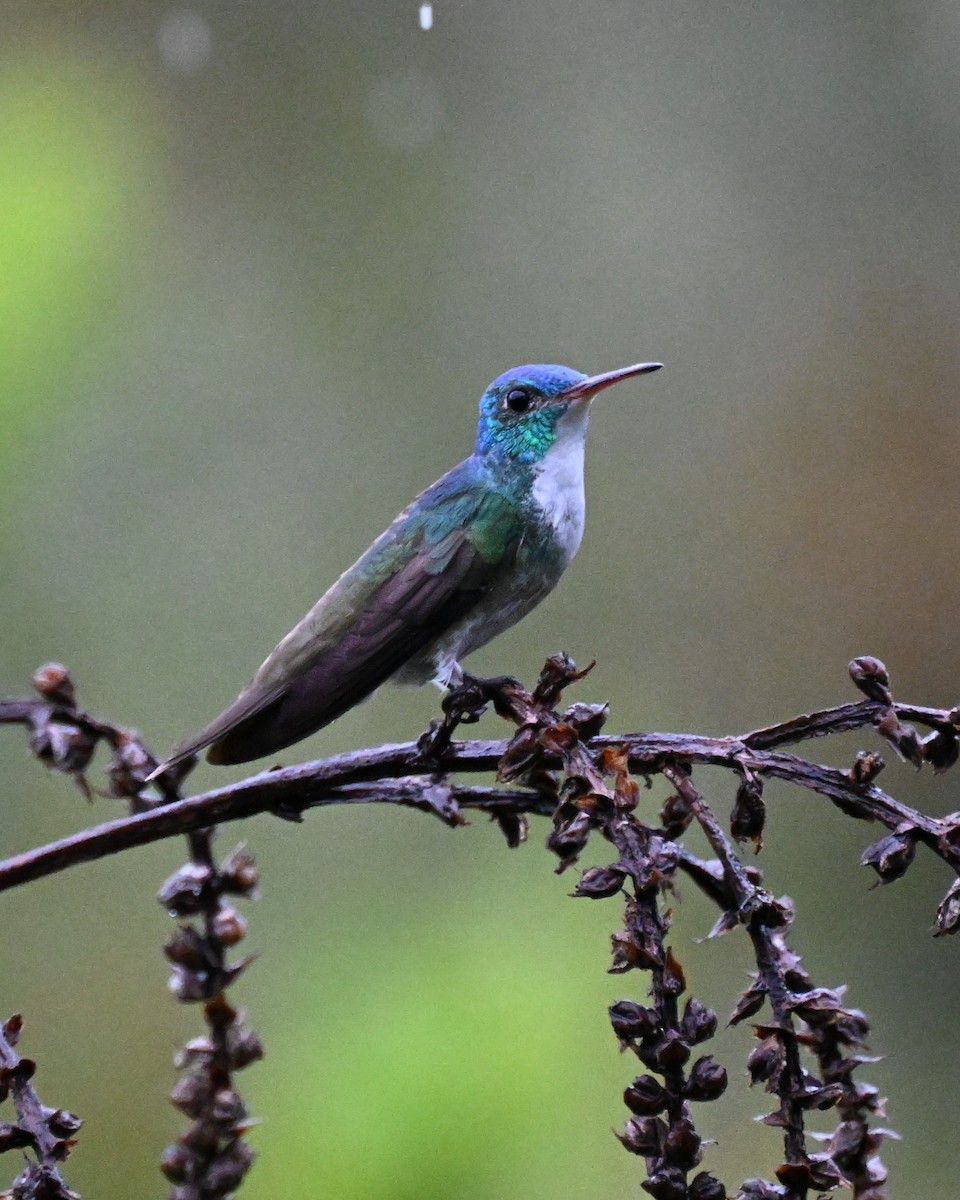 Versicolored Emerald - ML646363587