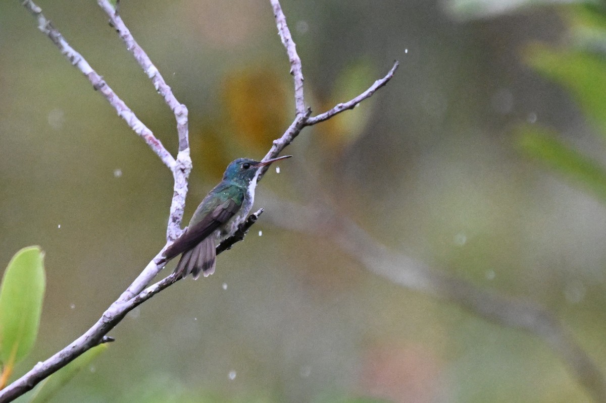 Versicolored Emerald - ML646363588