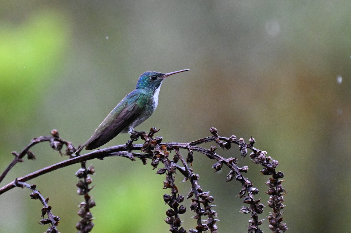 Versicolored Emerald - ML646363589