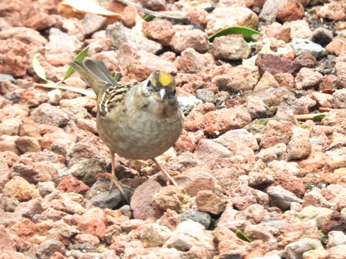 Golden-crowned Sparrow - ML646363590