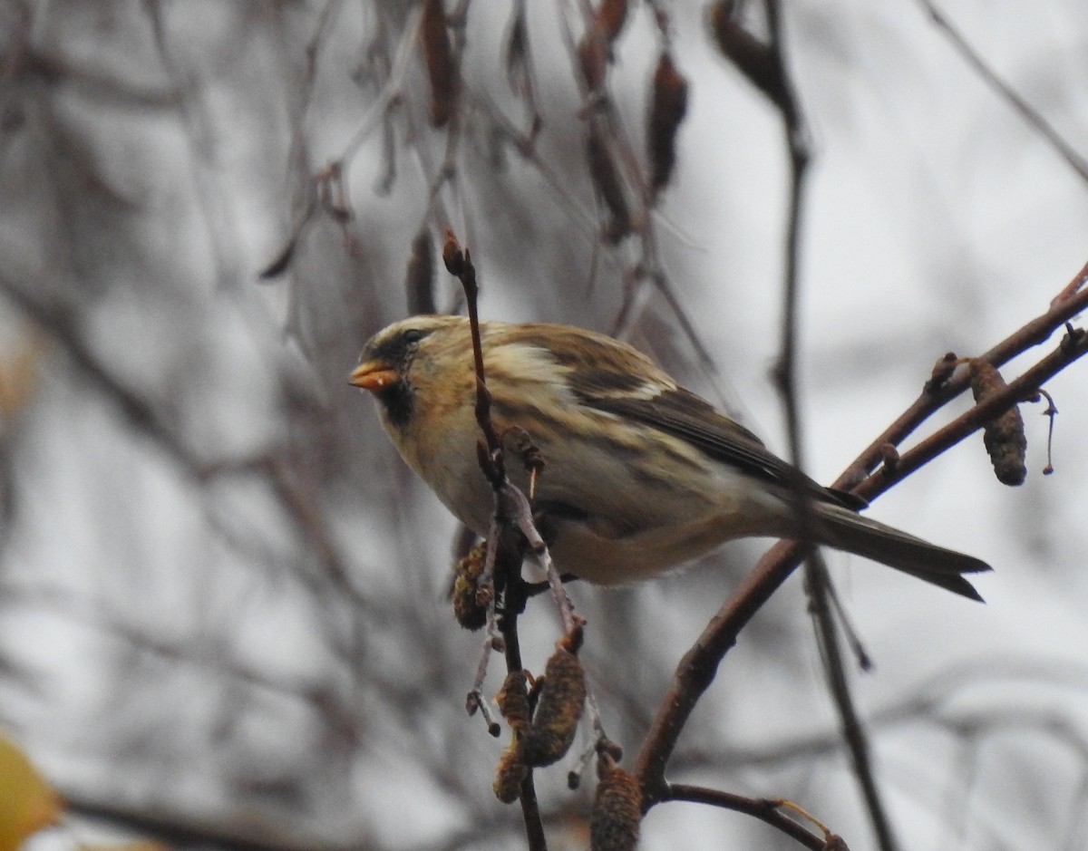 Redpoll (Lesser) - ML646363591