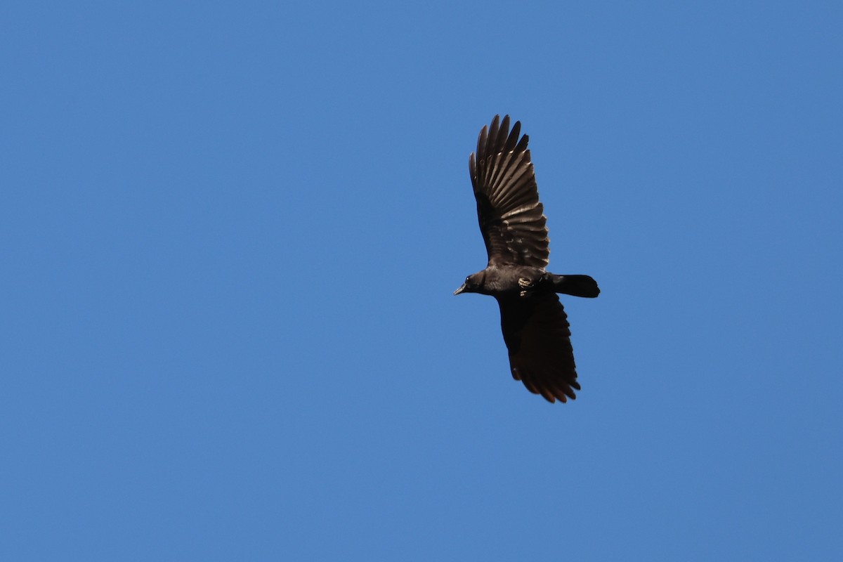 American Crow - ML646363592