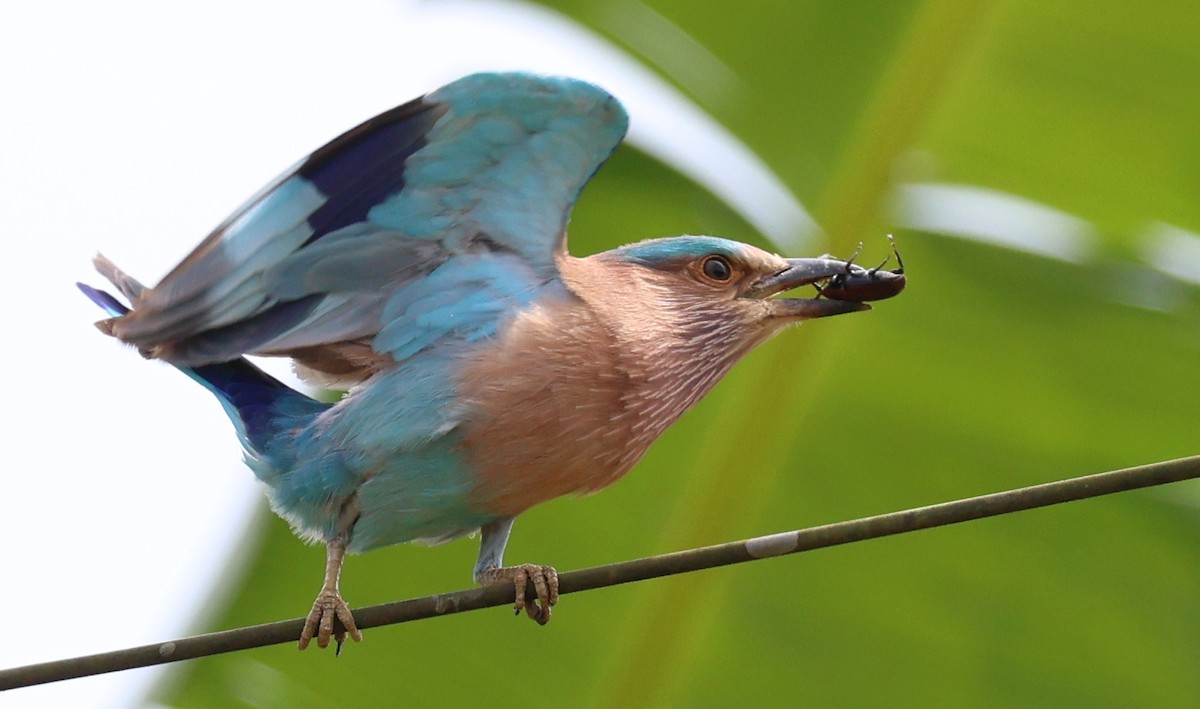 Indian Roller - ML646363593
