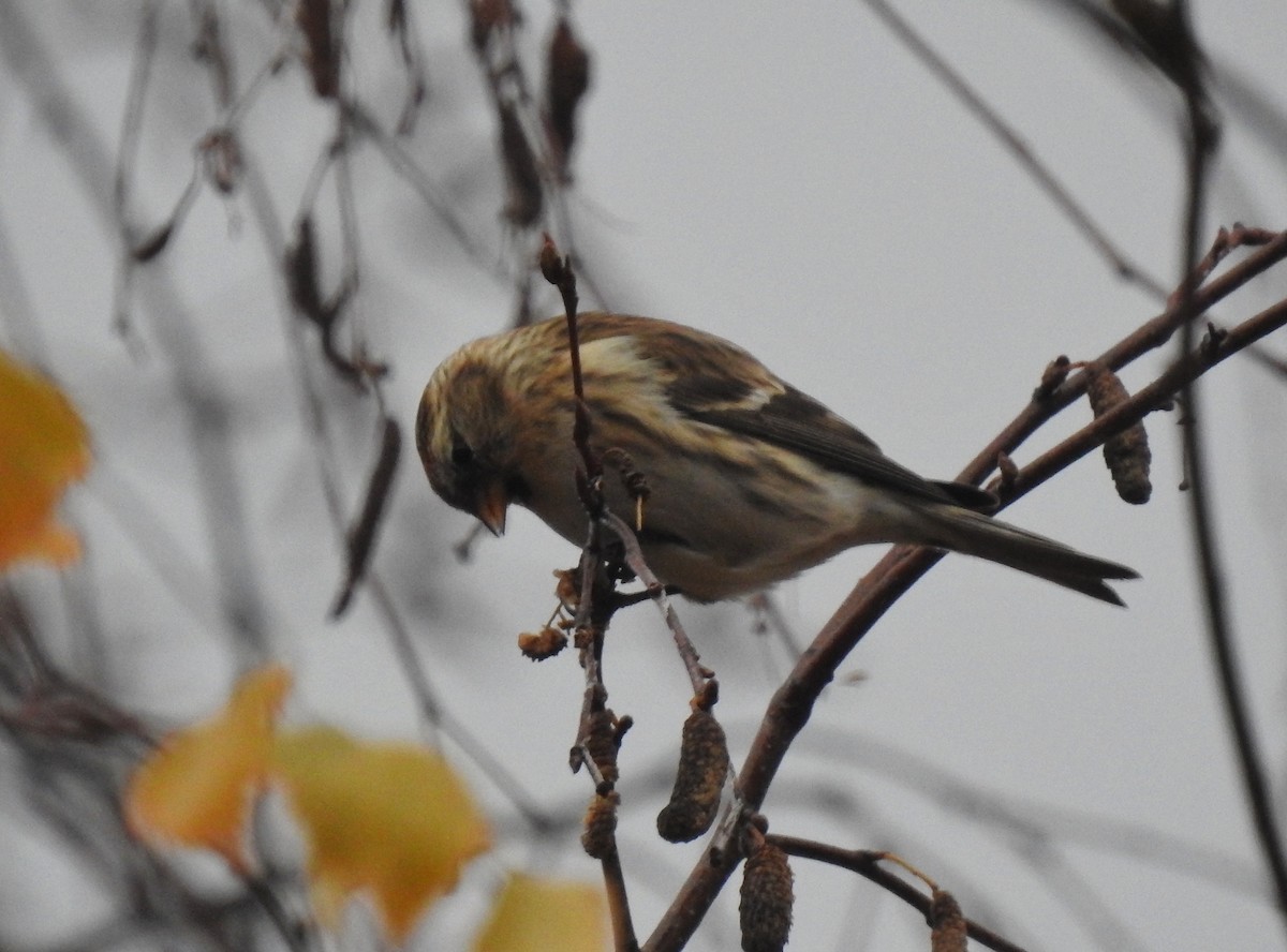 Redpoll (Lesser) - ML646363594