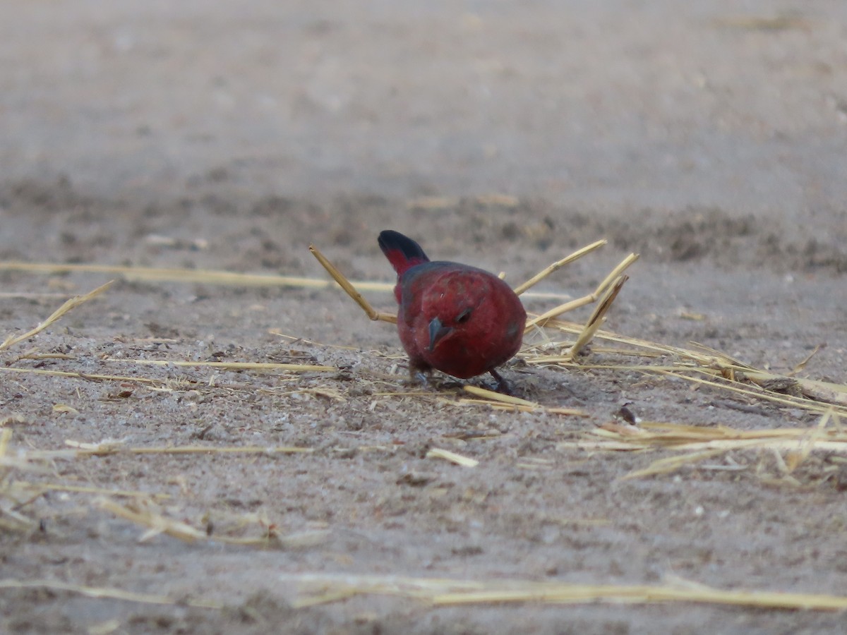 Red-billed Firefinch - ML646363595