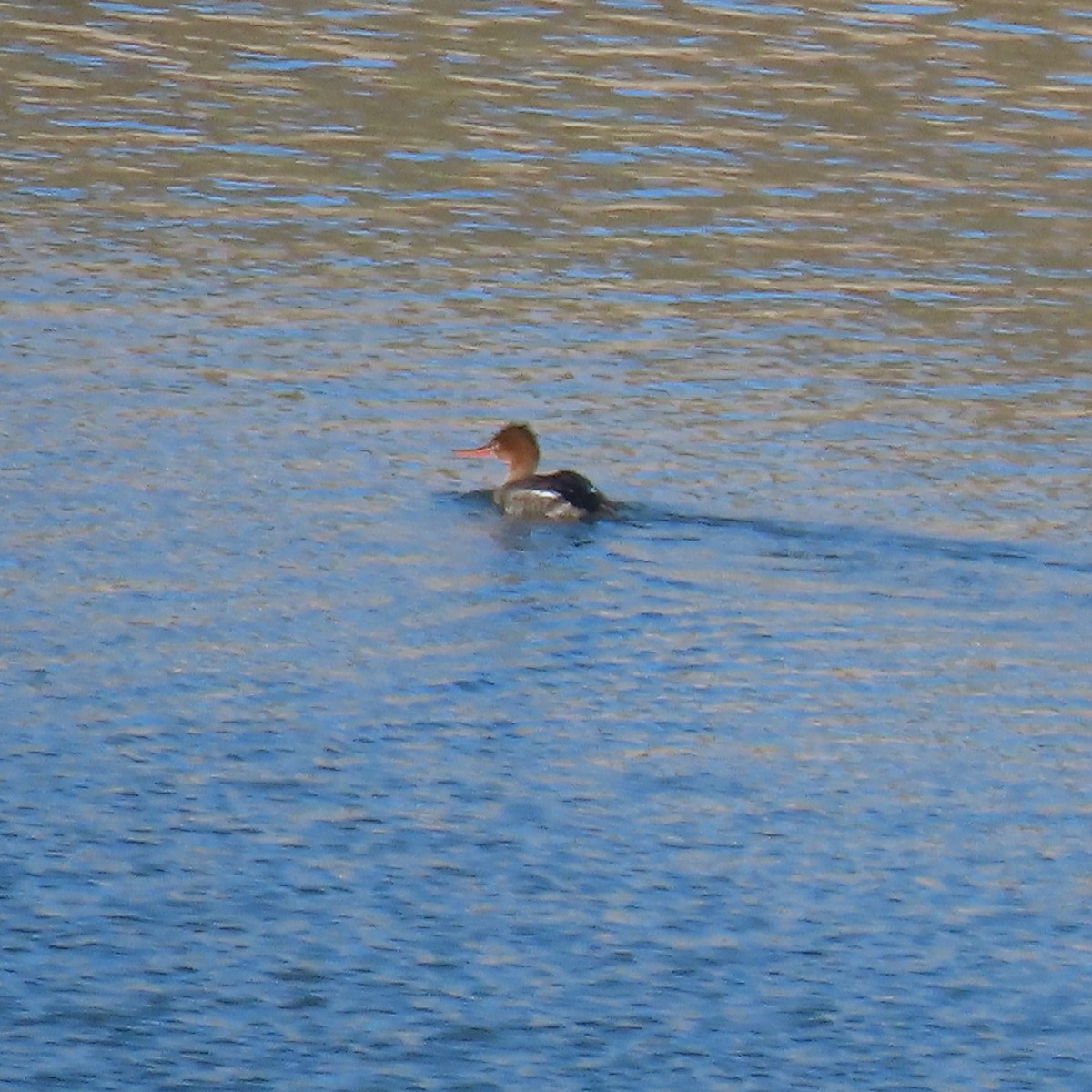 Red-breasted Merganser - ML646363596