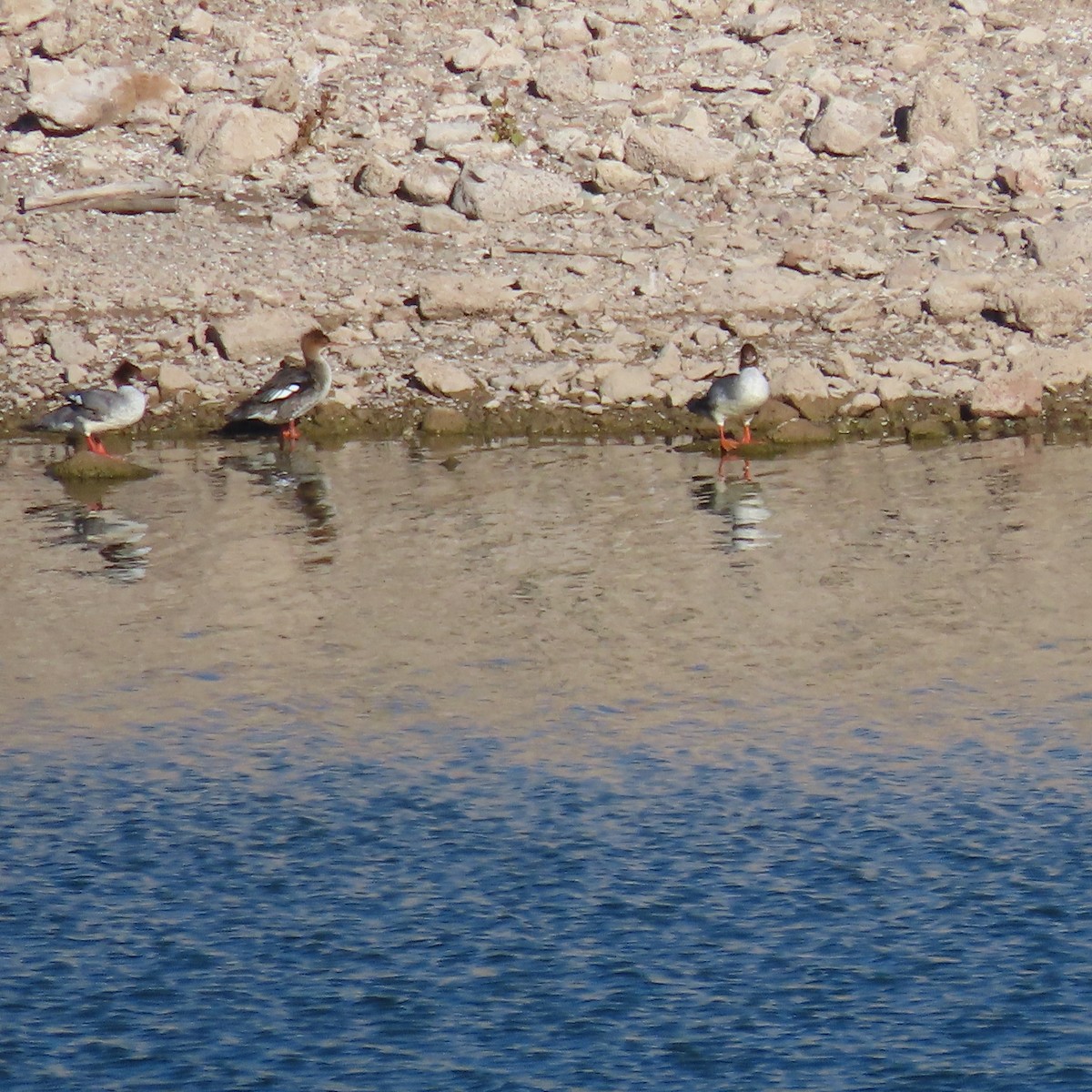 Red-breasted Merganser - ML646363597