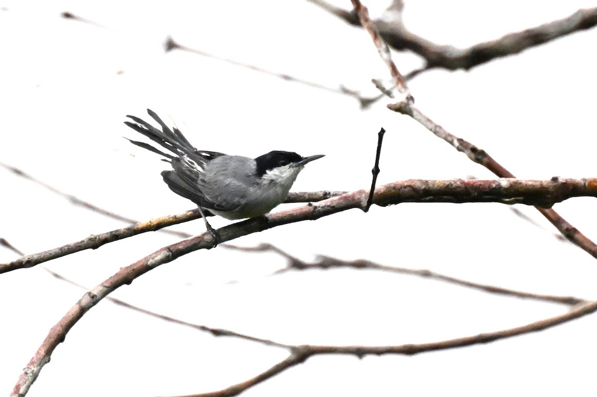 Tropical Gnatcatcher (innotata) - ML646363599