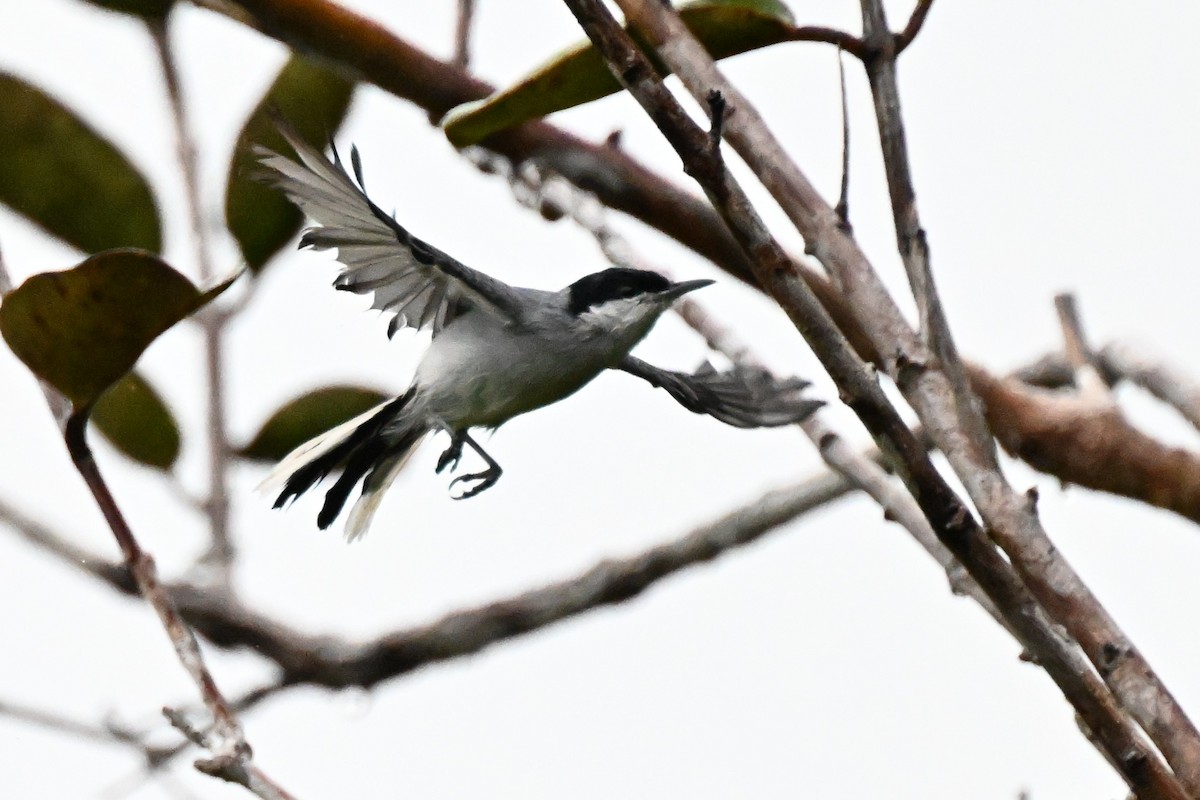 Tropical Gnatcatcher (innotata) - ML646363600