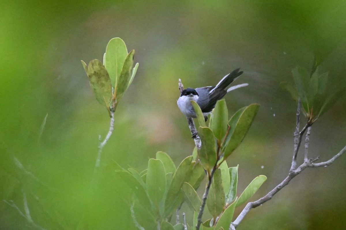 Tropical Gnatcatcher (innotata) - ML646363601