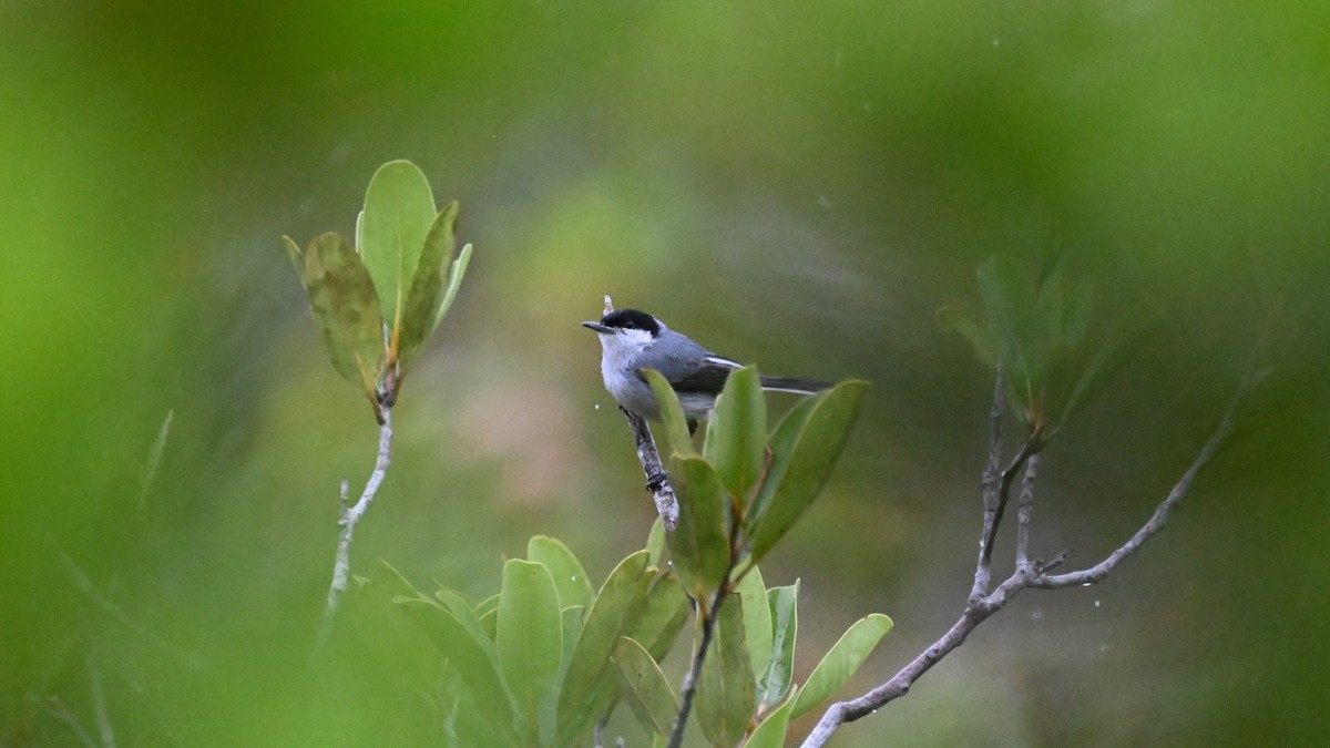 Tropical Gnatcatcher (innotata) - ML646363602