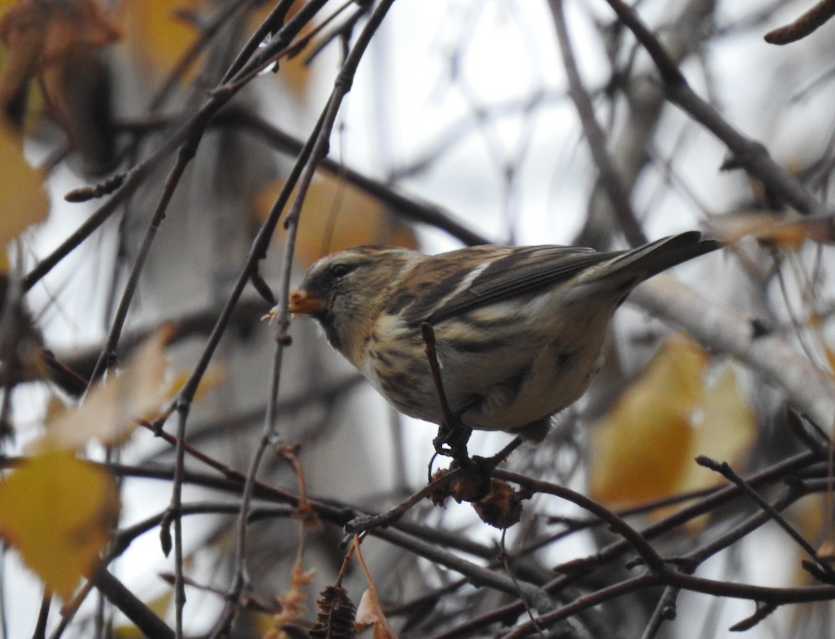 Redpoll (Lesser) - ML646363603