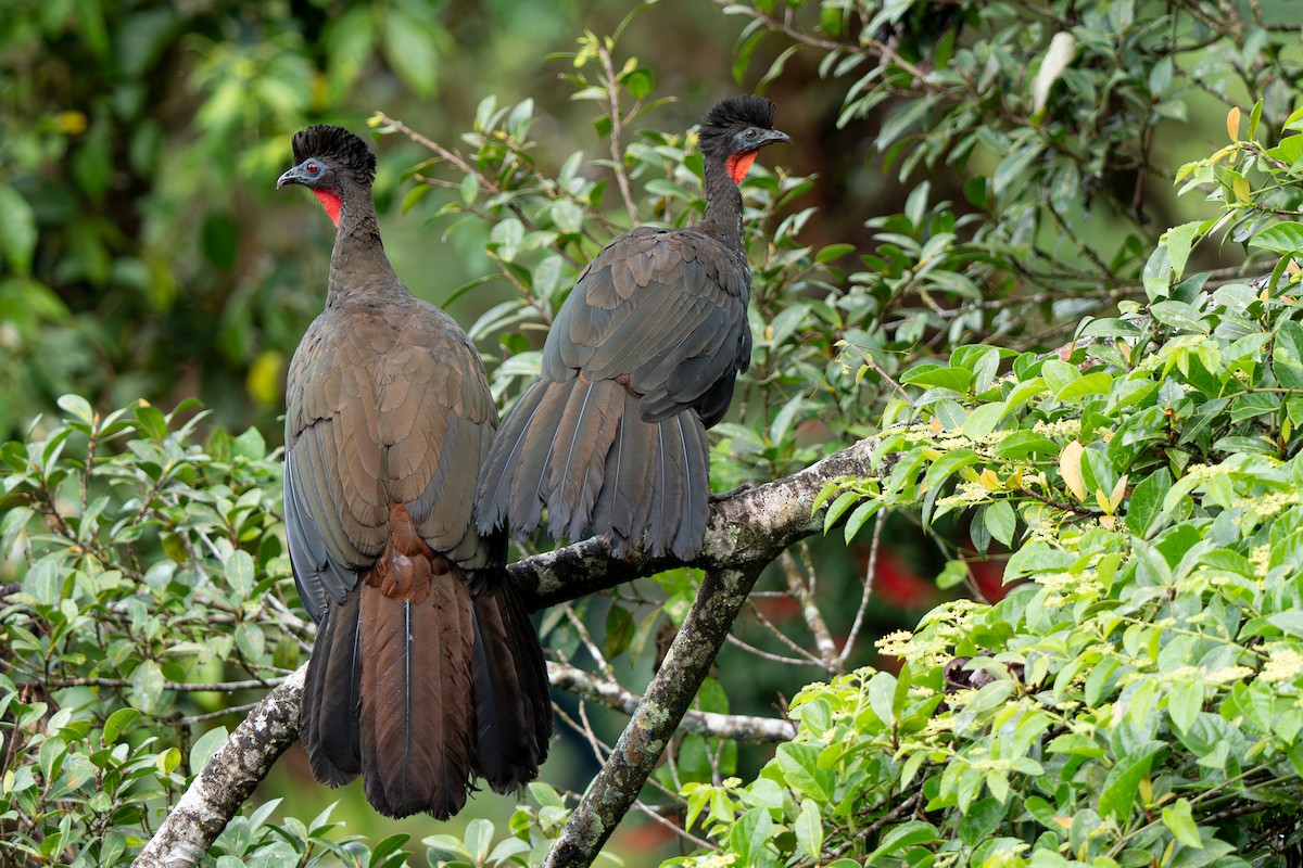 Crested Guan - ML646363604
