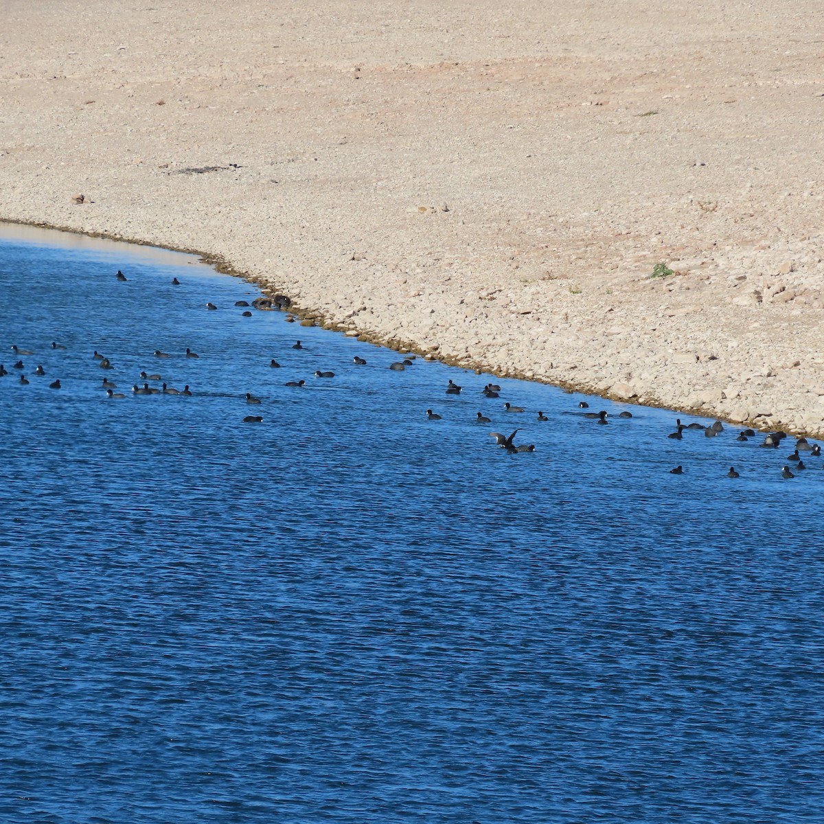 American Coot - ML646363606