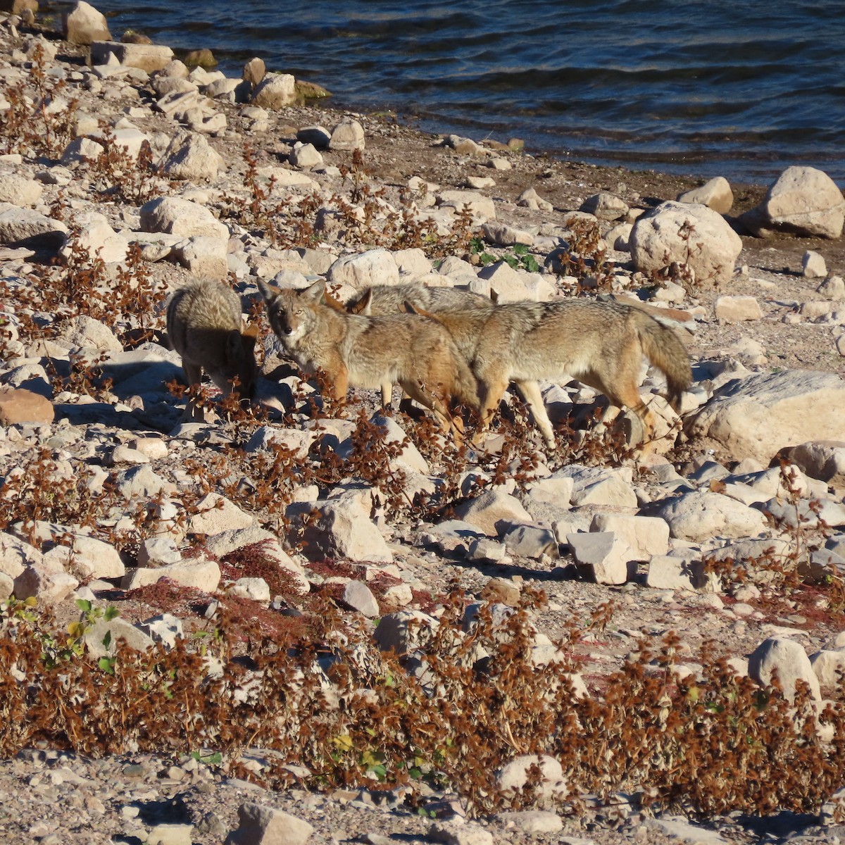 Coyote - ML646363611