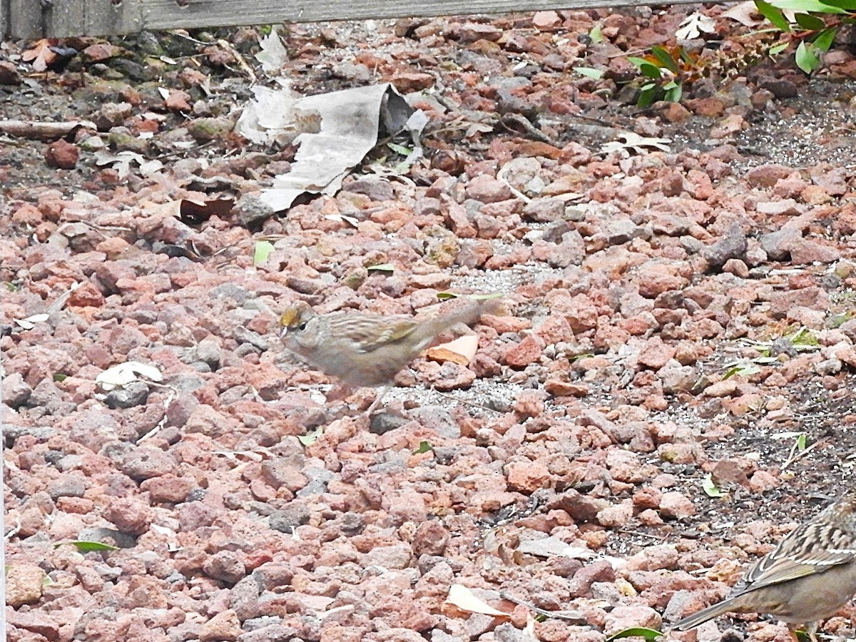 Golden-crowned Sparrow - ML646363613