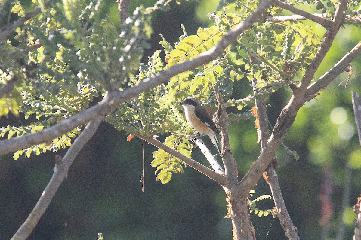 indiavarsler - ML646363621