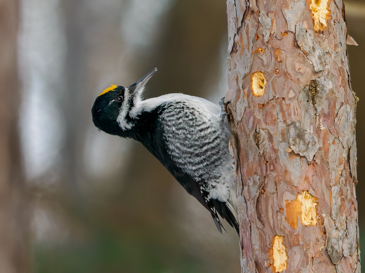 datlík černohřbetý - ML646363626