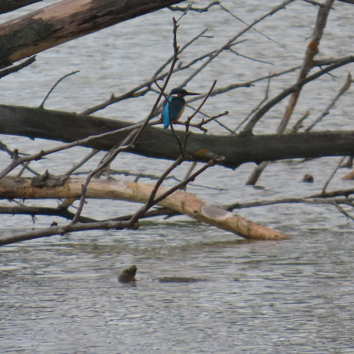 Common Kingfisher - ML646363631