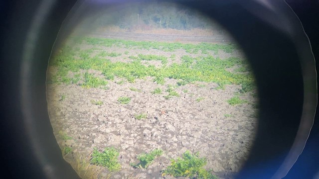 Начин шонхор - ML646363634