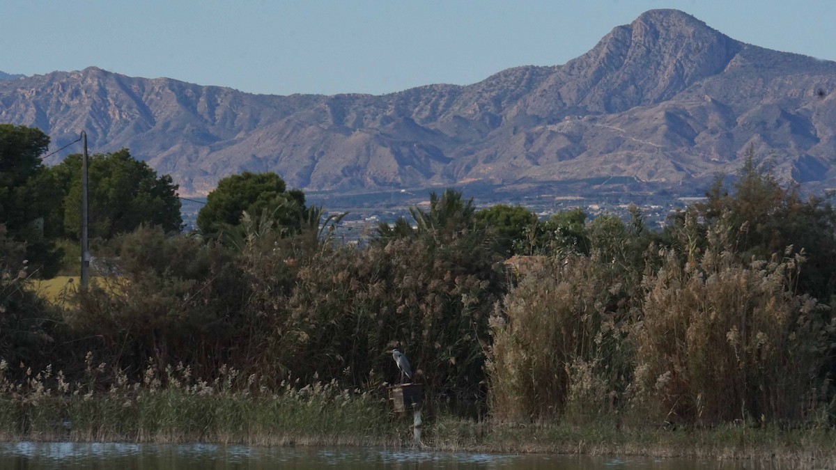 gråhegre - ML646363636