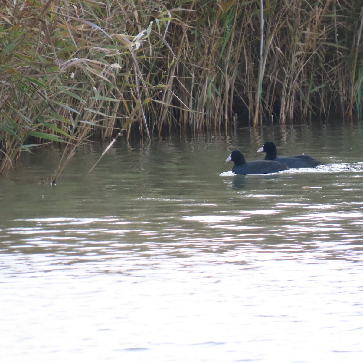 Eurasian Coot - ML646363640