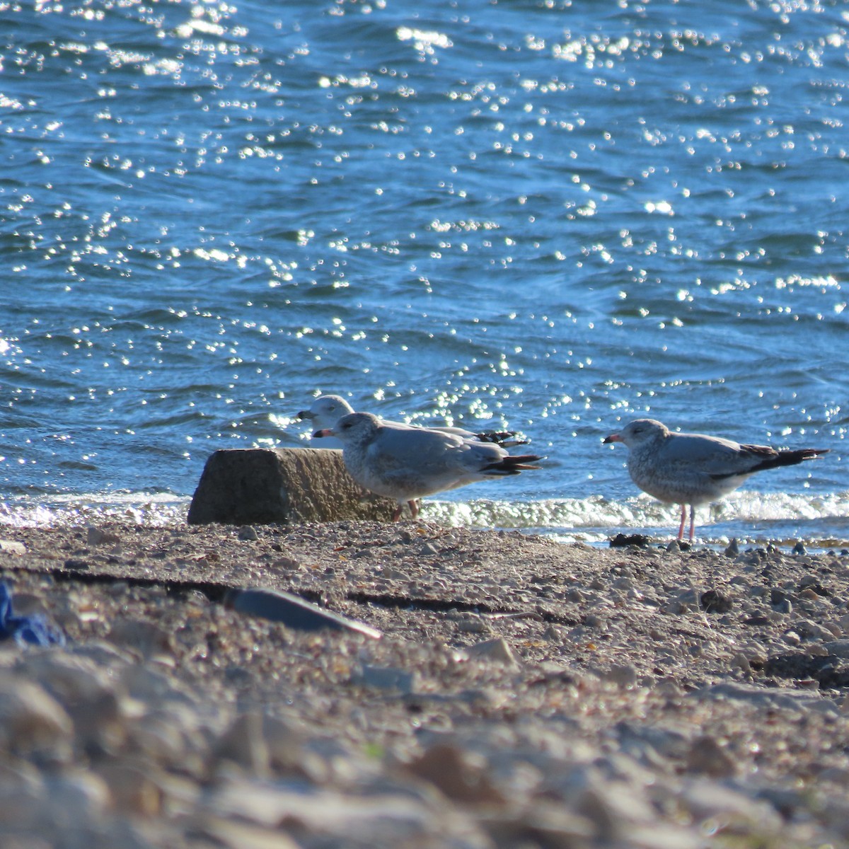 Ring-billed Gull - ML646363641