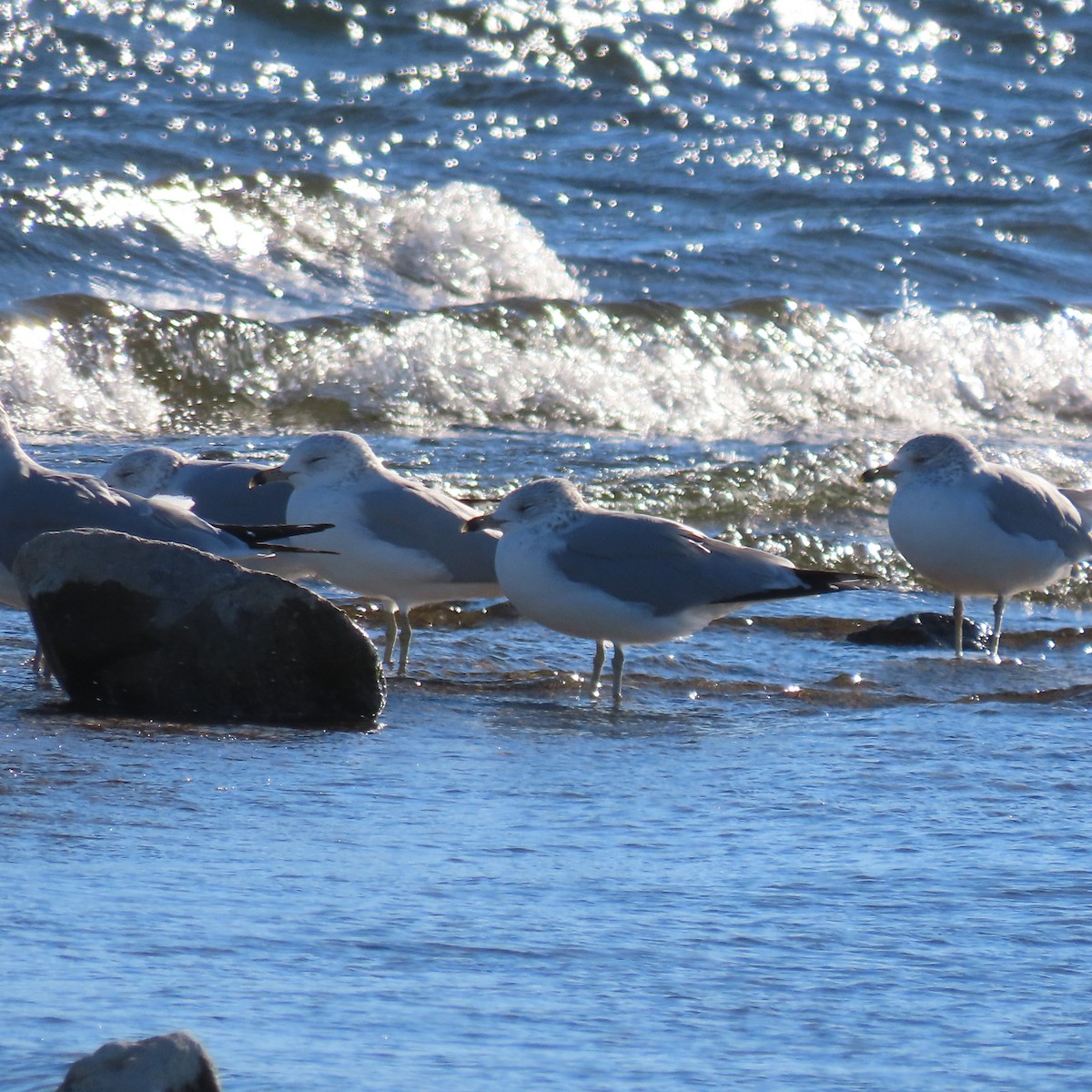 Ring-billed Gull - ML646363642