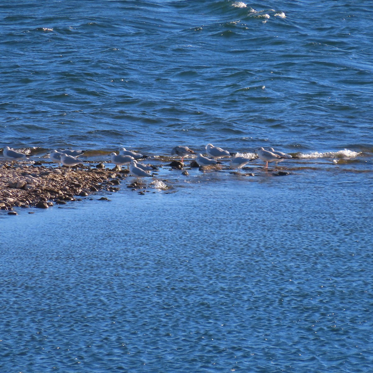 Ring-billed Gull - ML646363643