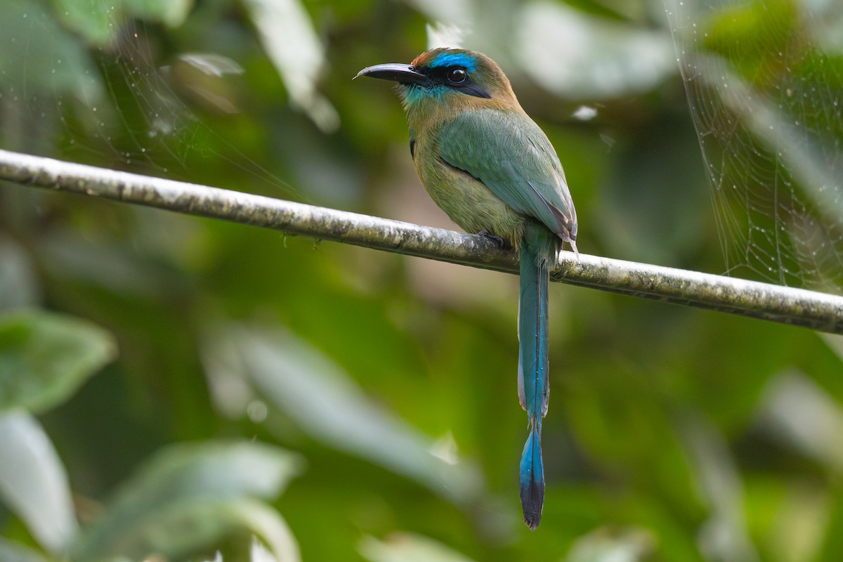 Keel-billed Motmot - ML646363644
