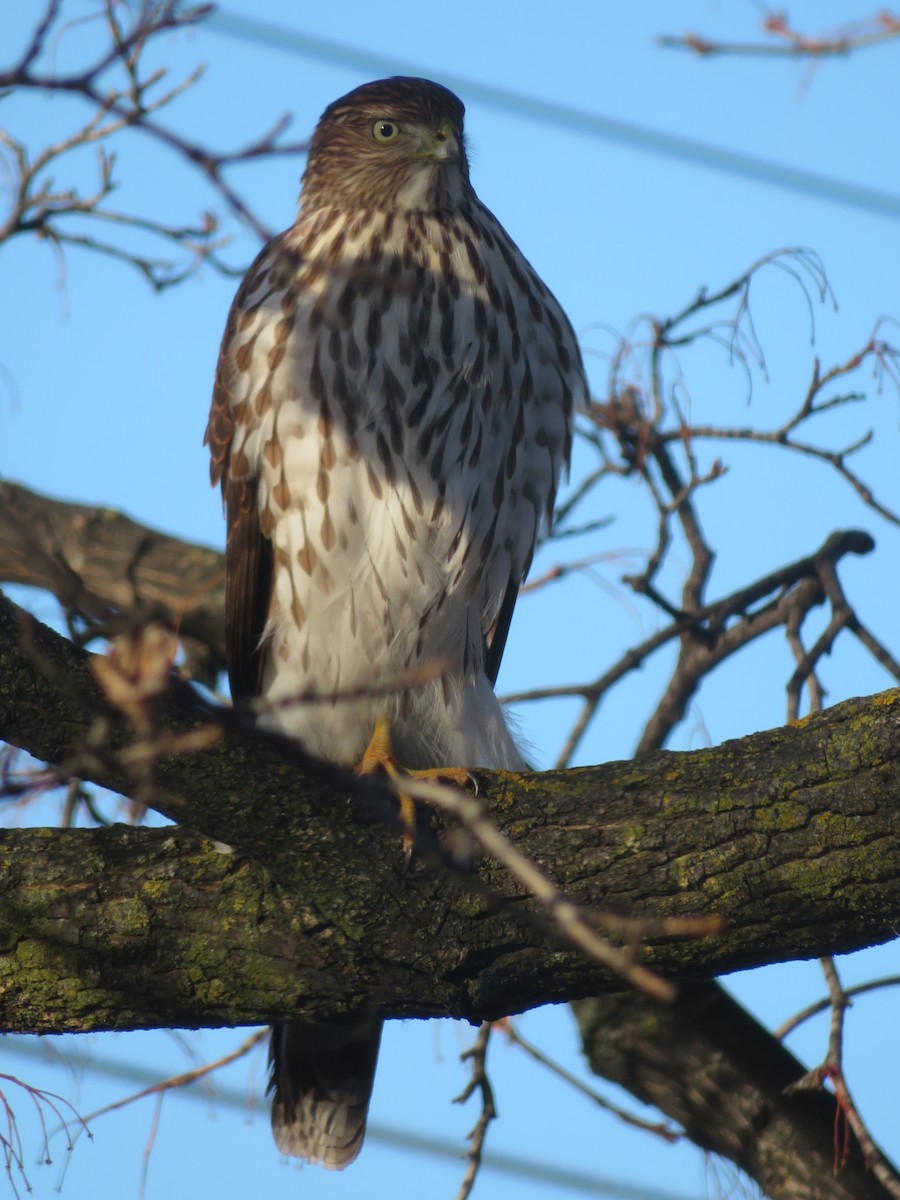 Cooper's Hawk - ML646363645