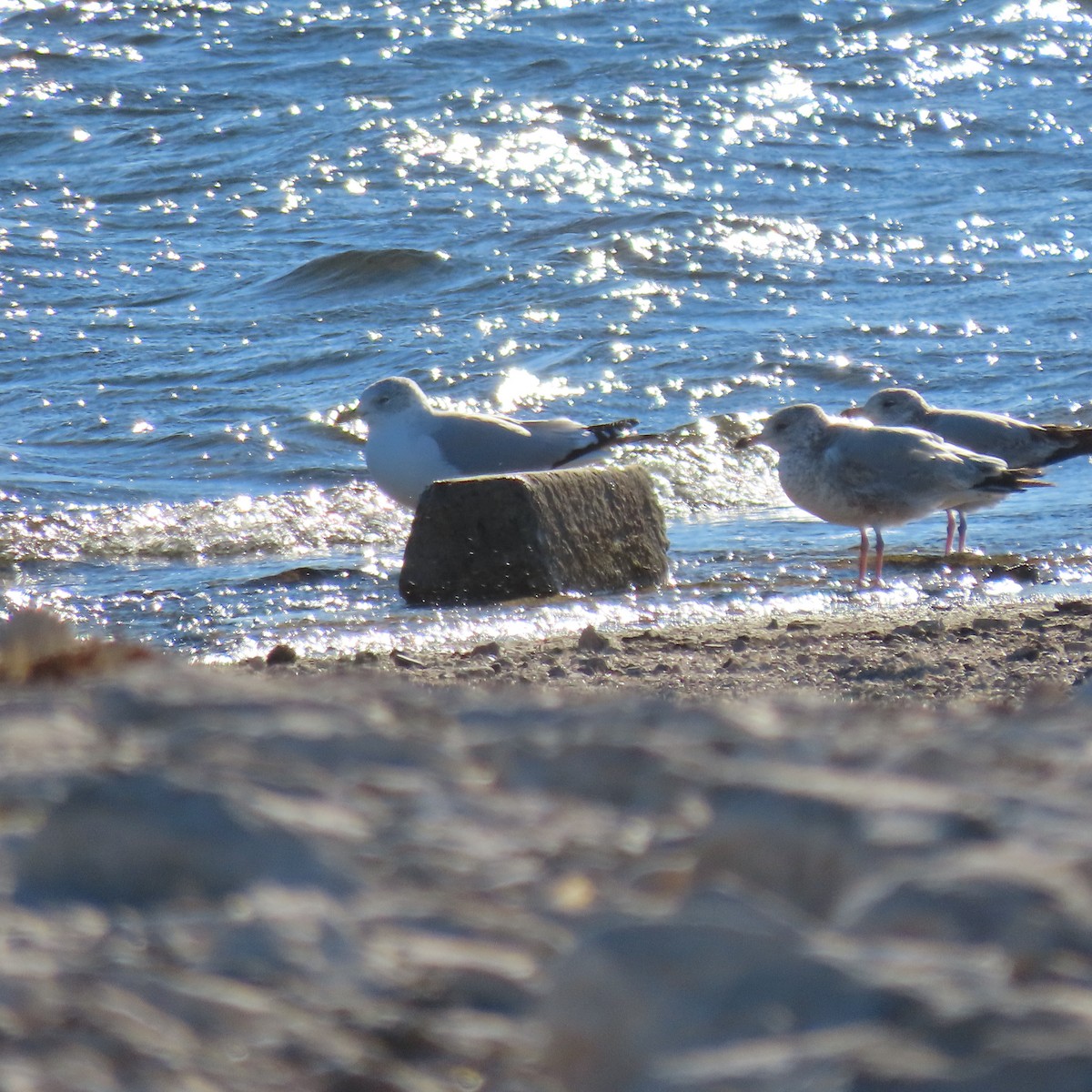 California Gull - ML646363647