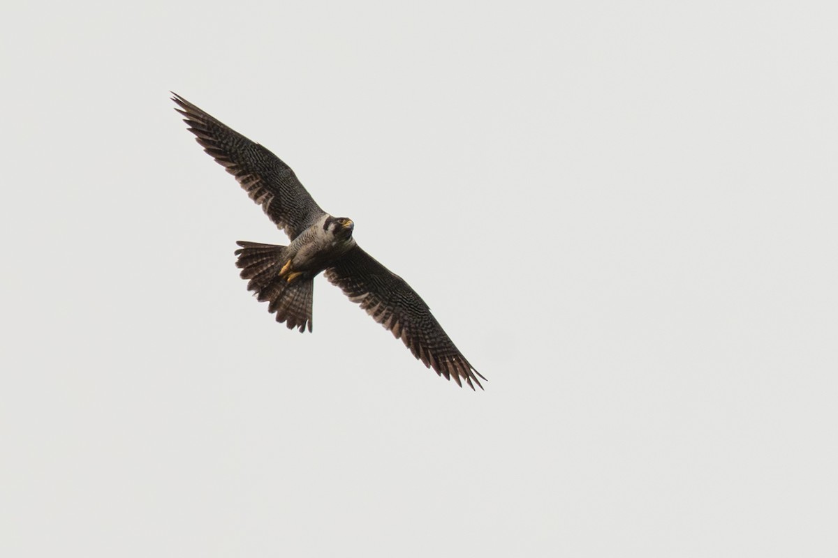 Эгэл шонхор - ML646363648