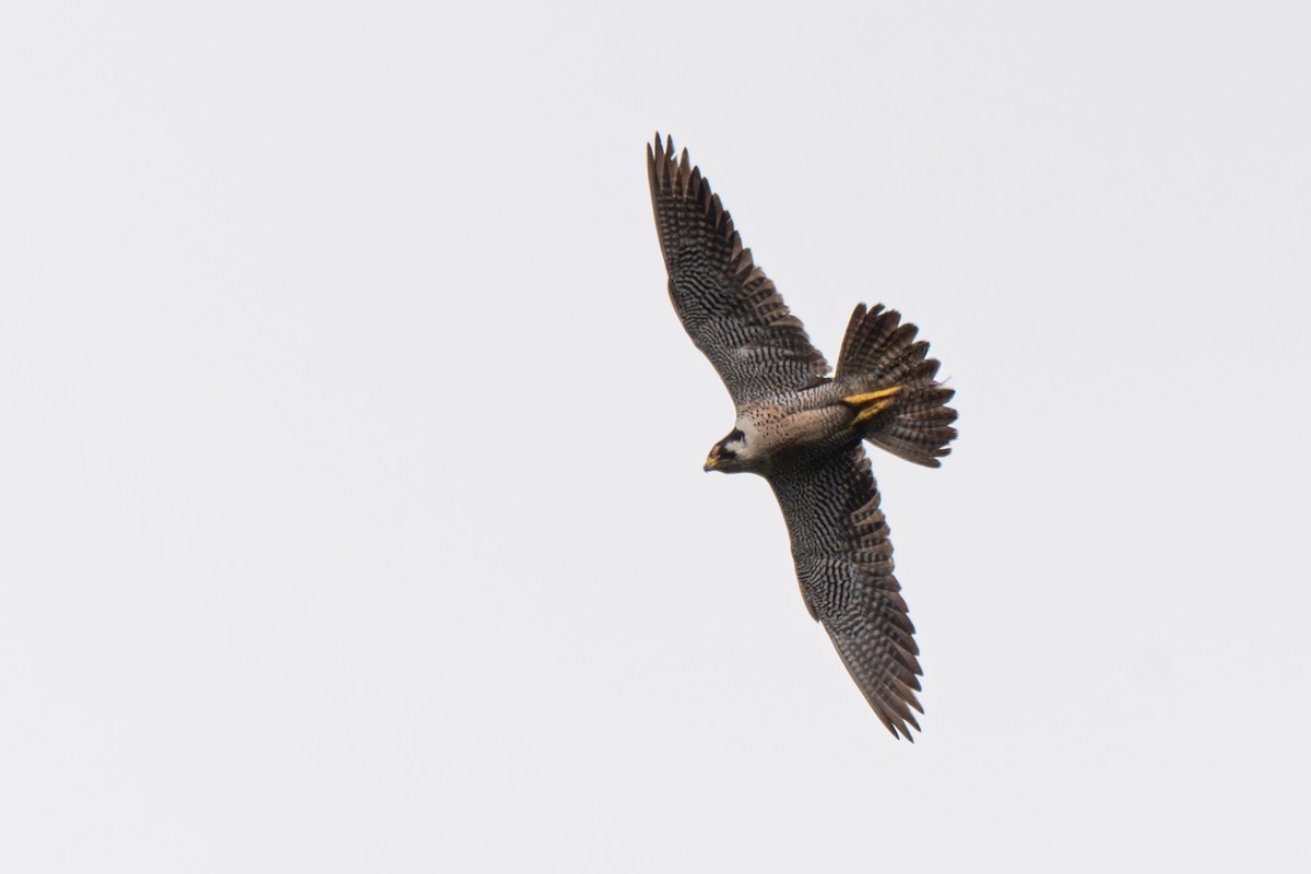 Эгэл шонхор - ML646363649