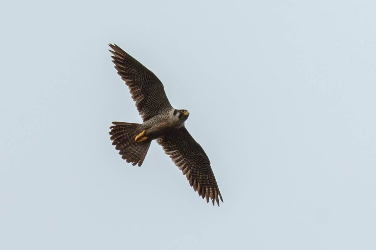 Эгэл шонхор - ML646363650