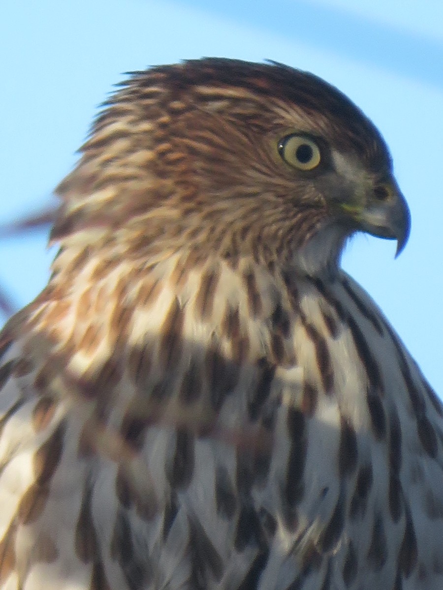 Cooper's Hawk - ML646363651