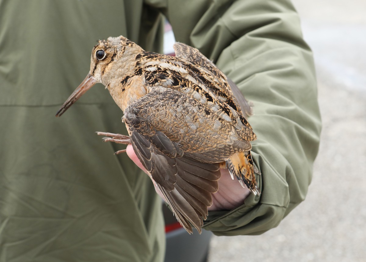 American Woodcock - ML646363652