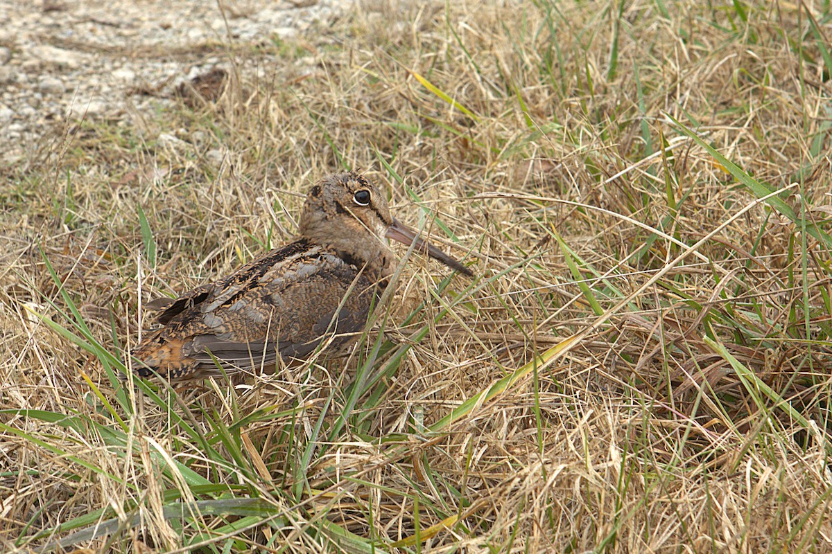 American Woodcock - ML646363654