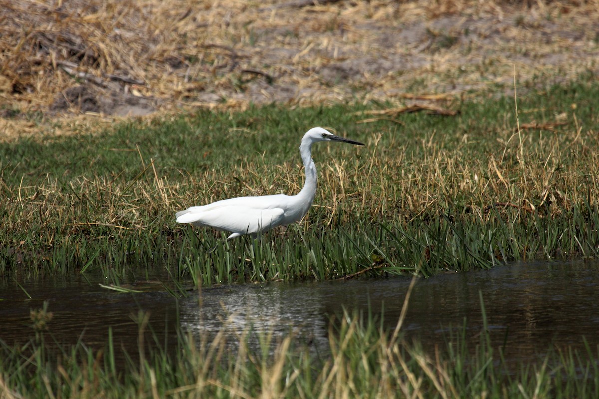 Хурган дэглий - ML646363655