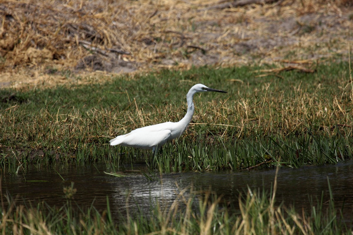 Хурган дэглий - ML646363656
