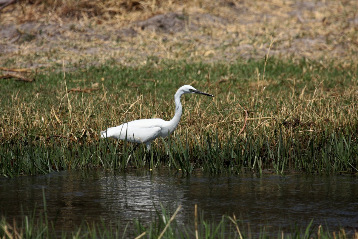 Хурган дэглий - ML646363657