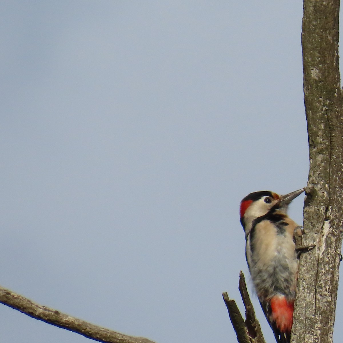 Алаг тоншуул - ML646363658