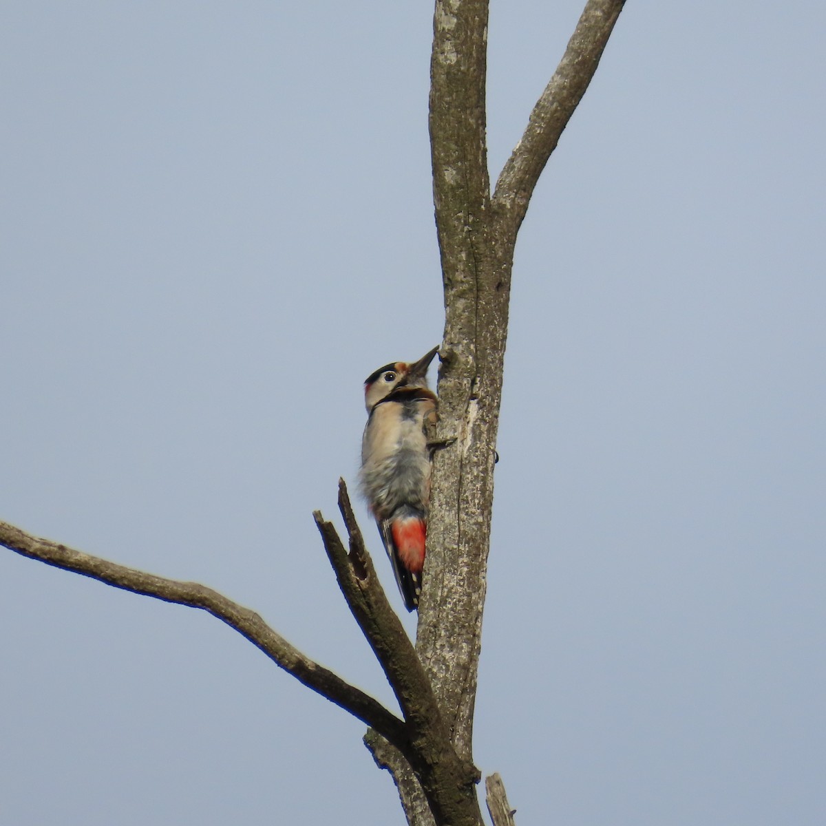 Алаг тоншуул - ML646363659